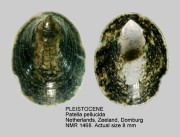 Patella pellucida
